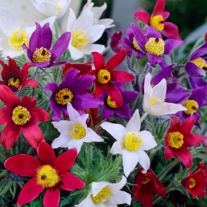 Deditei mix - Sasanka Zwyczajna (0,1 g) seminte Floarea Pastelui Pulsatilla vulgaris, flori clopotei mov, rosii, albi, Legutko - Img 3