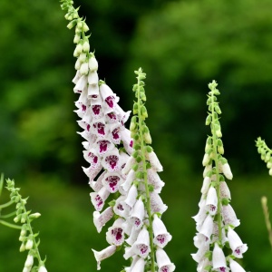 Degetel Elsie Kelsey (0,1 g) seminte Digitalis purpurea, flori clopotei albi cu pete rosii-rozalii, Legutko - Img 2