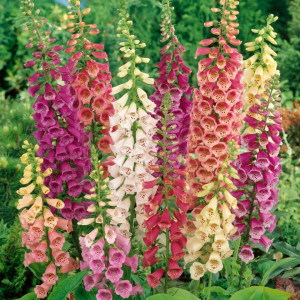 Degetel mix (0,7 g) seminte planta ornamentala Digitalis purpurea, flori clopotei colorati, Opal