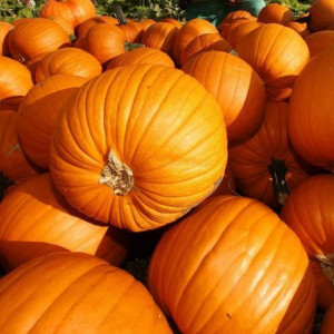Dovleac Halloween Ghostrider (2 g), seminte dovleac rotund, portocaliu, coaja neteda, Kertimag - Img 2