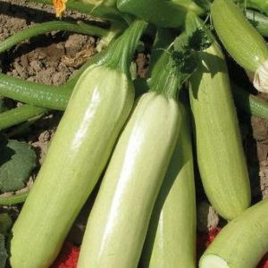 Dovlecei Happy (1,5 g), seminte soi productiv romanesc, dovlecel miez ferm, rezistent la transport, boli, Agrosem