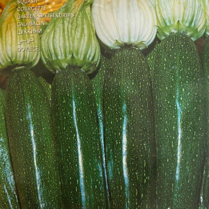 Dovlecei Nero di Milano (10 g), seminte soi viguros dovlecel zucchini foarte gustos, Raci Sementi - Img 3