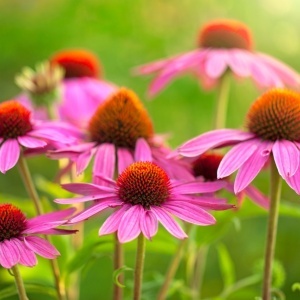 Echinacea Roz - Rudbekia purpurowa Jezowka (1 g) seminte planta medicinala perena Echinacea purpurea, flori mari roz, Legutko - Img 2