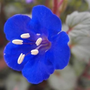 Floare albastru intens de Facelia campanularia