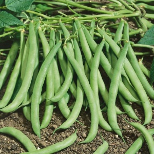 Fasole Contender (50 g) seminte fasole pitica verde fideluta, fara ate, foarte productiva, Agrosem