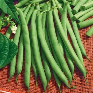 Fasole Harvester (100 g) seminte soi timpuriu, fasole pitica verde fideluta, pastai fragede, Agrosem