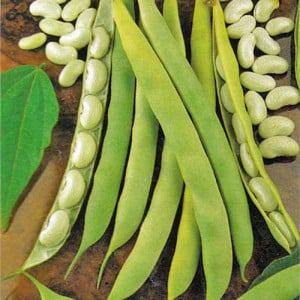 Fasole pitica Cannellino (1 kg), seminte soi semitimpuriu, fasole oloaga pentru boabe, foarte productiva, Agrosem
