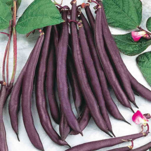 Fasole Trionfo Violetto (8 g), seminte soi timpuriu, fasole urcatoare cilindrica violet, pastai gustoase, fragede, Agrosem - Img 1