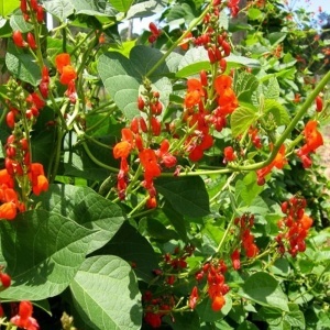Fasole urcatoare Rotbluhende (30 g) seminte fasole urcatoare decorativa si comestibila, flori rosii, Kertimag