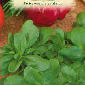 Fetica - Salata mielului (0,8 g), seminte planta aromatica anuala Valerianella locusta, frunze comestibile, Agrosem - Img 2