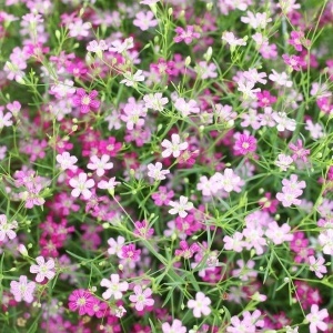 Floarea Miresei mix - Gipsowka Wytworna (1 g) seminte Gypsophila elegans cu flori delicate albe, roz pal, roz intens, Legutko