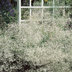 Floarea Miresei perena alba - Gipsowka Wiechowata (1 g) seminte Gypsophila paniculata, flori delicate, albe, Legutko - Img 5