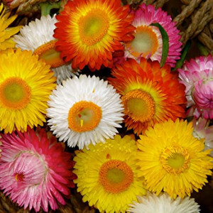 Flori de Pai mix (0,5 g) seminte Helichrysum bracteatum, imortele colorate, Opal