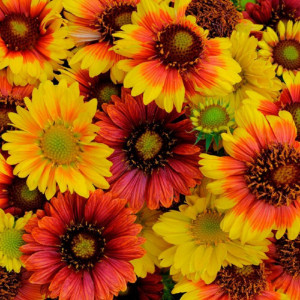 Fluturasi mix (0,2 g), seminte planta ornamentala perena Gaillardia aristata, flori simple galbene, purpurii, bicolore, Agrosem