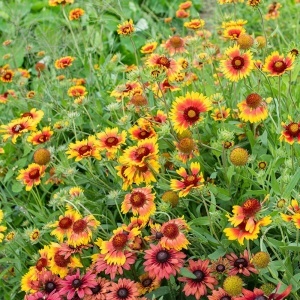 Fluturasi mix (1 g), seminte Gaillardia aristata, flori simple galbene, purpurii, bicolore, Kertimag - Img 3