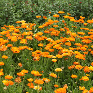 Galbenele medicinale portocalii (1 g) seminte Calendula officinalis, plante medicinale benefice pentru sanatate, Opal