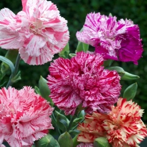 Garoafe Chabaud Szabo (0,2 g) seminte Dianthus caryophyllus cu flori parfumate mari, batute, bicolore, Legutko