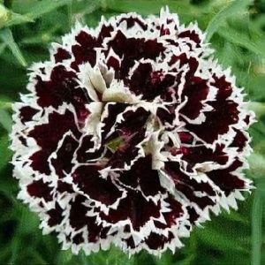 Prim plan cu floare de garofiță chinezească Chianti