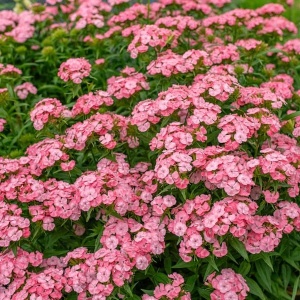 Garofițe Turcești Dianthus barbatus Newport Pink în grădină