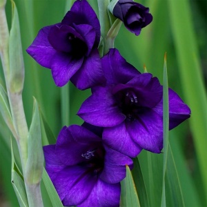 Gladiola Purple Flora (7 bulbi) bulbi gladiole flori mari catifelate violet inchis, una dintre cele mai frumoase varietati, Agrosem - Img 2