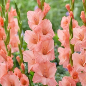 Gladiole Duo Lilac & Pink (10 bulbi) gladiole flori mari, amestec de doua culori, violet si roz somon, Kertimag - Img 2