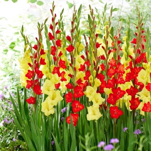 Gladiole Duo Red & Yellow (10 bulbi) gladiole flori mari, amestec de doua culori, rosu si galben intens, Kertimag - Img 2