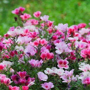 Godetia mix (0,5 g) seminte plante decorative Azalee Godetia amoena, flori spectaculoase, multicolore, Kertimag
