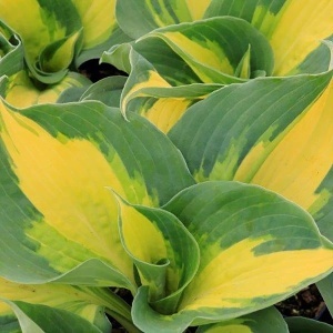 Hosta green & yellow (1 bulb) bulbi Hosta cu frunze bicolore verde cu galben, flori delicate, Agrosem - Img 3