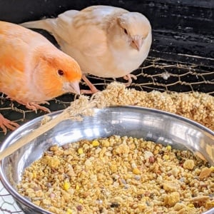 Hrana Canari (1 kg) amestec seminte hranitoare pentru canari, Kertimag