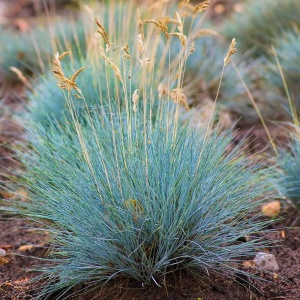 Iarba Albastra - Kostrzewa Sina (0,2 g) seminte Festuca glauca, iarba decorativa perena verde-albastruie, tufe compacte, Legutko