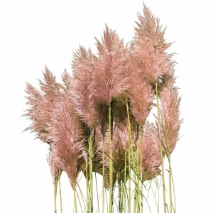 Iarba de pampas roz - Trawa Pampasowa (0,01 g) seminte Cortaderia selloana, flori pufoase, inalte, spectaculoase, Legutko