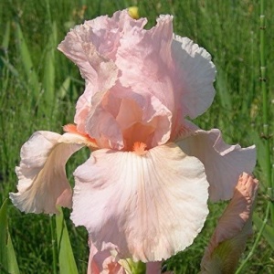 Iris germanica Pink (1 bulb) Iris cu flori pastelate roz, petale ondulate, Kertimag - Img 2