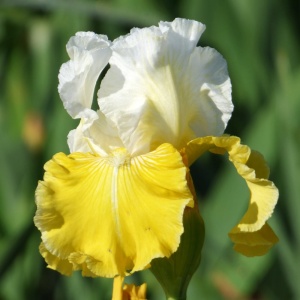 Iris germanica White-Yellow (1 bulb) Iris cu flori bicolore luminoase, alb cu galben, Kertimag - Img 2