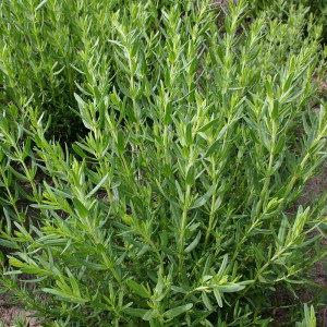Isop de gradina (0,2 g), seminte planta aromatica medicinala perena Hyssopus officinalis, frunze bogate in uleiuri eterice, Agrosem