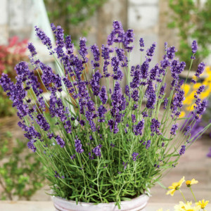 Lavanda (0,2 g), seminte planta aromatica medicinala perena Lavandula spica, levantica parfumata, Mefim Agro