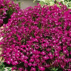 Lobelia rosu-carmin (0,1 g) seminte Lobelia erinus pitica flori magenta aprins, Legutko - Img 3
