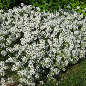 Lobularia alba (1 g), seminte plante ornamentale Lobularia maritima, Alyssum alb, Kertimag - Img 5