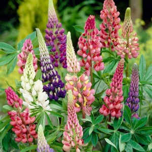 Lupin peren mix (0,5 g), seminte planta ornamentala Lupinus, flori spice mari, foarte decorative, Prima Sementi - Img 2