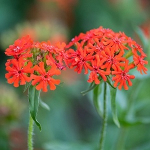 Lychnis chalcedonica - Floarea de Ierusalim (3 g) seminte planta perena rustica Arsinic, flori globuri rosu aprins, Kertimag - Img 2