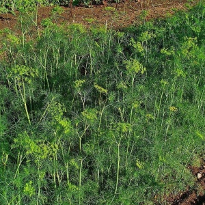 Marar (30 g) seminte planta aromatica anuala Anethum graveolens, frunze bogate, Kertimag - Img 3