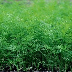 Marar Herkules (5 g) seminte Anethum graveolens, marar viguros, frunzis foarte bogat, aroma puternica, Legutko