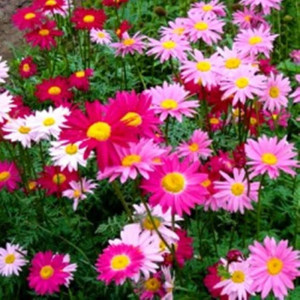 Margarete amestec de culori (0,25 g), semințe plantă ornamentală Chrysantemum coccineum, Kertimag - Img 3