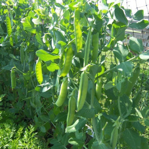 Mazare de gradina Wando (80 g), seminte soi semitimpuriu, mazare dulce, Agrosem - Img 2