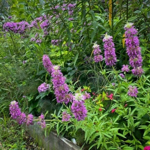 Menta decorativa Monarda (0,1 g) seminte Monarda citriodora, planta decorativa si aromatica, flori violet, aroma de lamaie, Legutko - Img 3