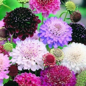 Muscata Dracului mix - Driakiew Wdowka (0,5 g) seminte Scabiosa atropurpurea, flori colorate melifere, Legutko