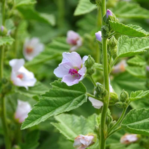 Nalba mare (0,4 g), seminte planta medicinala perena Althaea officinalis, benefica aparatului respirator, Agrosem