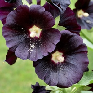 Nalba Neagra - Malwa Czarna (0,5 g) seminte Alcea rosea nigra, flori spectaculoase, mari, rosu inchis-negru, Legutko