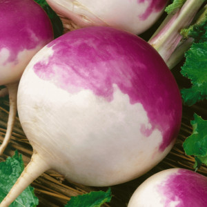 Napi comestibili Purple Top White Globe (3 g), seminte soi radacini roz cu alb, gust dulce-picant, Agrosem