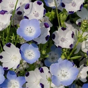 Nemophila (1 g) seminte amestec Nemophilla cu flori in nuante de albastru, mov si alb, Opal - Img 4