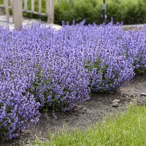 Nepeta (0,25 g) seminte planta medicinala aromatica perena Nepeta cataria - Catusnica, melifera, repelent pentru insecte, Kertimag